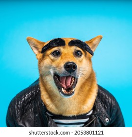 Dog Shiba Inu Surprised Shocked Wow Face Expression Open Mouth Shouting Screaming. Funny Artificial Wide Brows. Badass Style Leather Jacker And Striped T-shirt. Blue Background.  Square Composition