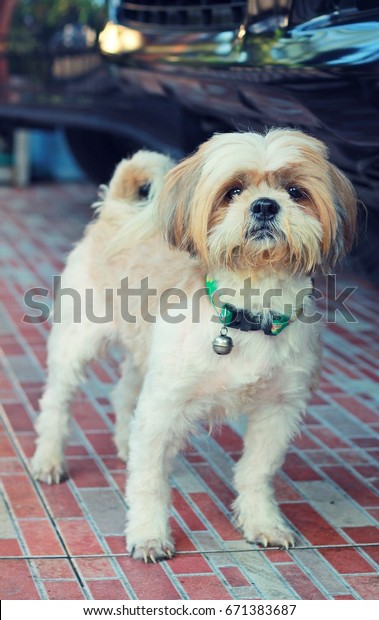 Dog Shih Tzu Short Hair White Stock Photo Edit Now 671383687