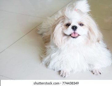 Group Dog Owners Images Stock Photos Vectors Shutterstock