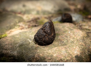 172 Tumba Poo Images, Stock Photos & Vectors | Shutterstock