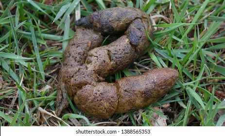 3,452 Dog turds Images, Stock Photos & Vectors | Shutterstock