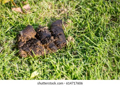 Wildlife Round Feces On Grass Forest Stock Photo (Edit Now) 2119420817