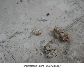 how do you get dried dog poop off concrete