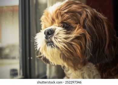Dog Shitzu