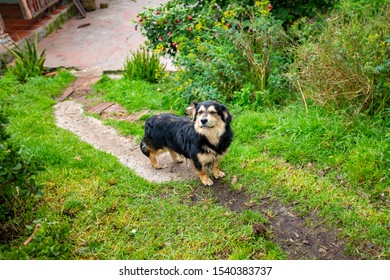 Dog With Short Legs With Closed Eyes, Seems To Sigh