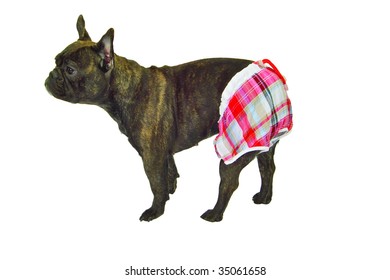 dogs in shorts