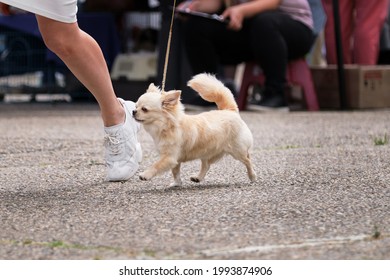 Dog Show Of All Breeds. Miniature Fluffy Long Haired White Dog Chihuahua Breed Runs In Ring At The Exhibition And Beautifully Shows Its Anatomy And Exterior.