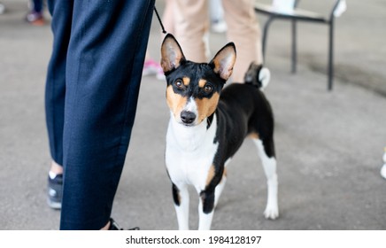 Dog Show. Handler And Basenji. Show Of The Dog At The Exhibition.