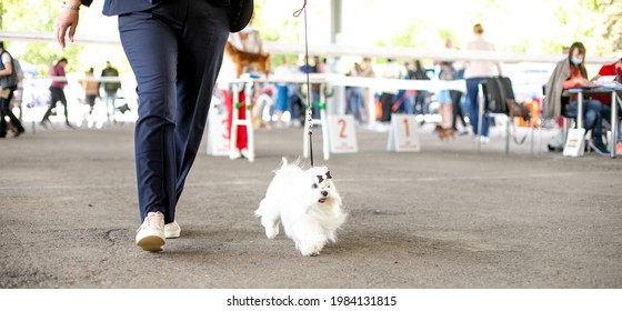 Dog Show. Handler And The Maltese Lapdog. Dogs At The Exhibition.