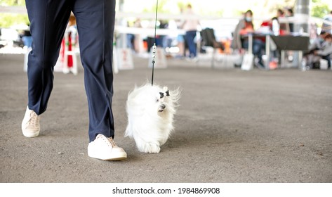 Dog Show. Handler And The Maltese Lapdog. Dogs At The Exhibition.