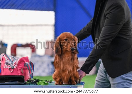 Dog show, handler working with a dog. Preparing a dog to perform at an exhibition.