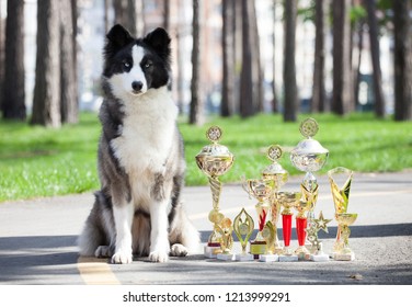 Dog Show Winner