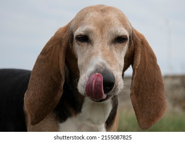 Dog Showing His Long Tounge 