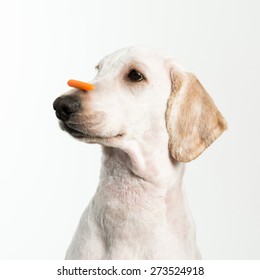 A Dog Showing Patience With A Treat On Nose.