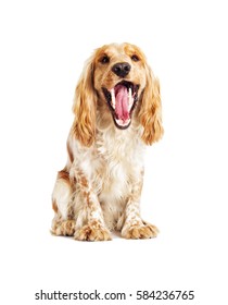 Dog Showing Teeth And Tongue; Yawns