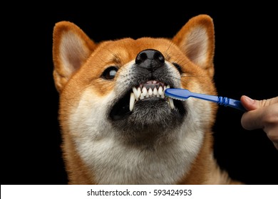 dog showing tooth and human hand with toothbrush cleaning