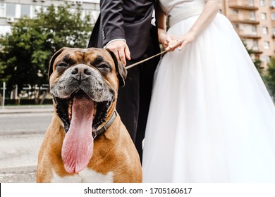 
Dog Shows Tongue At A Wedding