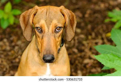 Dog Shy Guilty Is A Beautiful Shelter Hound Dog Looking Up With An Intense Stare Outdoors In Nature