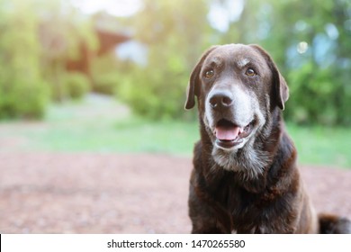 Dog Shy Guilty Is A Shelter Hound Dog Waiting Looking Up With Lonely Eyes An Intense Stare Outdoors In Nature Morning Sunlight. Pets Concept.	