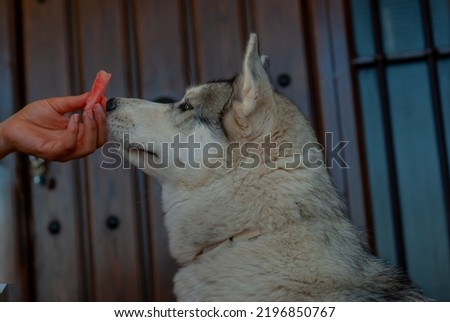 a dog of the Siberian husky breed, looks attentively and sniffs a piece of watermelon, held in one hand, which is offered to him, with a studded door in a blurred background