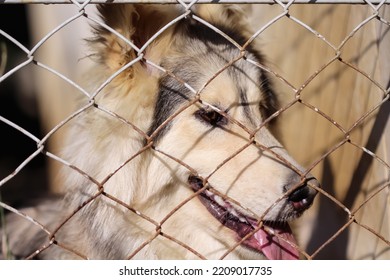 Dog Siberian Husky With Tounge Out In Mesh Steel Cage Pet  Home Background