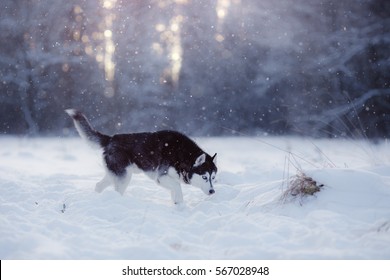 Dog Siberian Husky, walking through the snow in the forest