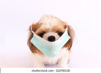 Dog Sick With Mask 