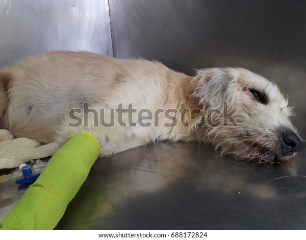 Dog sick on a stretcher with
intravenous drip on operating table in veterinarian's
clinic
