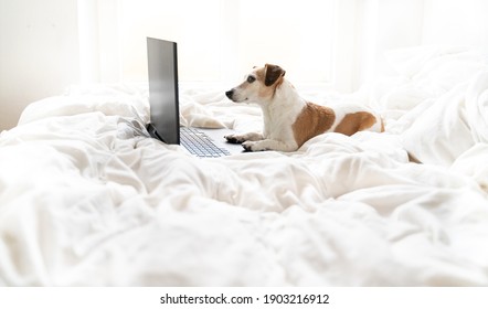 Dog from side profile lying on white bed at home looking to computer laptop black screen. Watching movies or working from home remotely on internet. Online freelancer projects. Cozy comfortable home