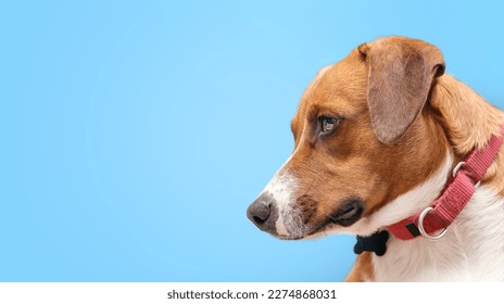 Dog side profile on colored background and wearing a martingale collar with name tag. Cute brown puppy dog head shot. Bored, waiting or longing expression. 1 year old female Harrier Labrador mix.