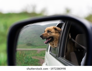 Dog In Side View Mirror. Traveling By Car With Dog.