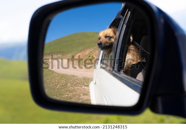 Dog in\
side view mirror. Traveling by car with\
dog.