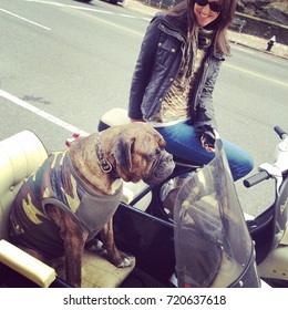 Dog In Sidecar