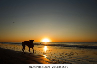 dog silhouetted by the rising sun  - Powered by Shutterstock