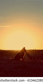 Dog Silhoutte On The Mountain