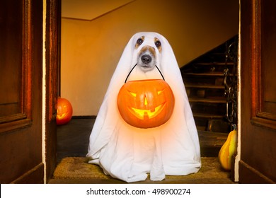 dog sit as a ghost for halloween in front of the door  at home entrance with pumpkin lantern or  light , scary and spooky