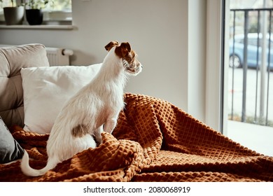 Dog Sit On Couch And Looking At Window. Alone Pet Waiting For Owner