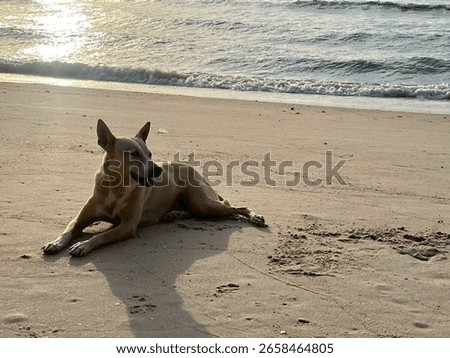 Dog  sitdown  on the beach