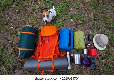 The Dog Sits By The Hiking Gear. View From Above. Pine Forest