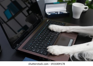 A Dog Sits In Front Of The Laptop And Handles The Computer With His Paws. Intelligent Border Collie Sheepdog. Modern Interior Design Of The Apartment.