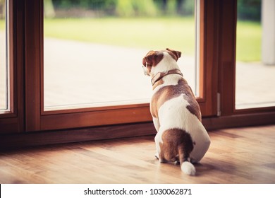 The Dog Sits At The Glass Door And Wants To Go Outside