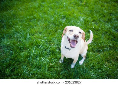 Dog sits in the green grass smiling - Shutterstock ID 231023827