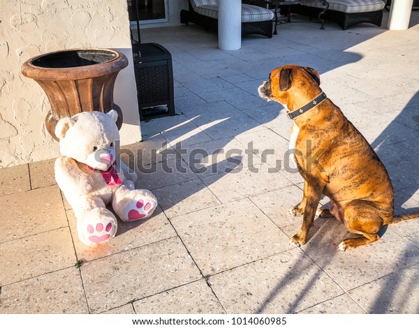 boxer dog teddy bear