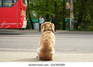 The dog sits near the pedestrian crossing across the road on which the car passes, and a red prohibitory signal is lit for pedestrians.                                - Shutterstock ID 2167892009