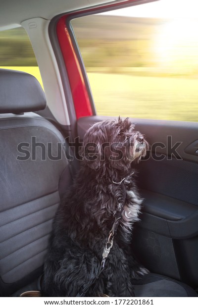 Dog sits on the back seat of a car looks out of the\
window 