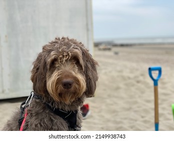 dog sits on the beach and looks