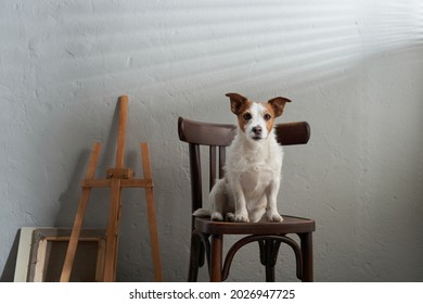 The Dog Sits On A Chair Against The Background Of A Textured Wall. Jack Russell Terrier In Creative Workshop