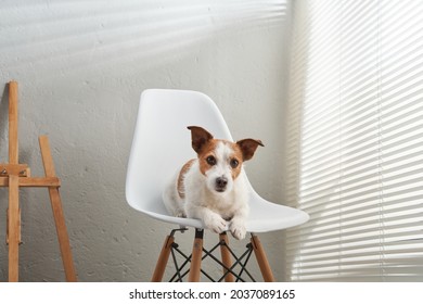 The Dog Sits On A Chair Against The Background Of A Textured Wall. Jack Russell Terrier In Creative Workshop