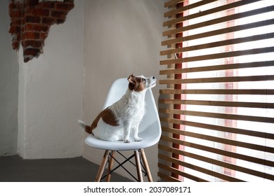 The Dog Sits On A Chair Against The Background Of A Textured Wall. Jack Russell Terrier In Creative Workshop