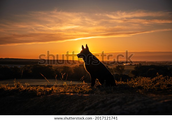 dog sits on a mountain at sunset wallpaper for walls